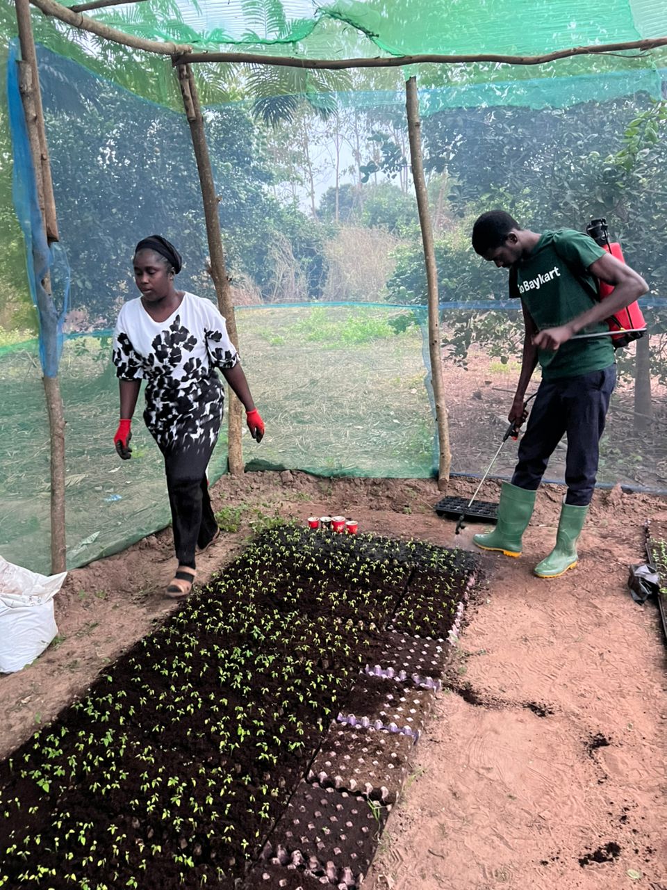 Field agent showing pest alerts to a farmer