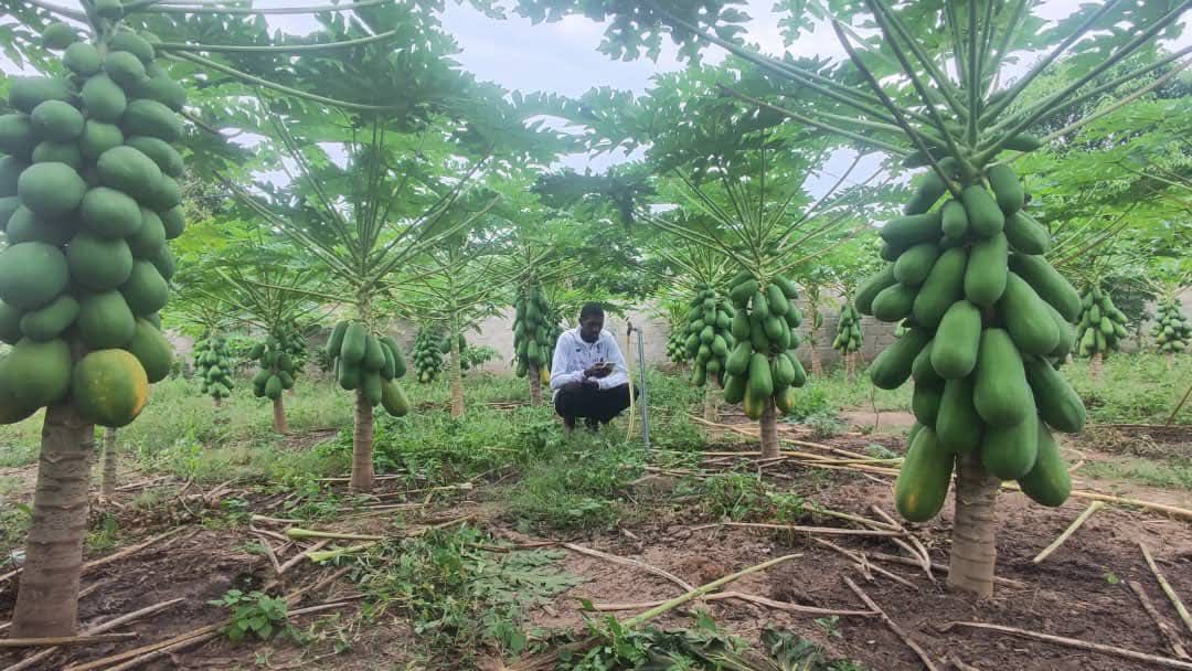 BayKart staff activity