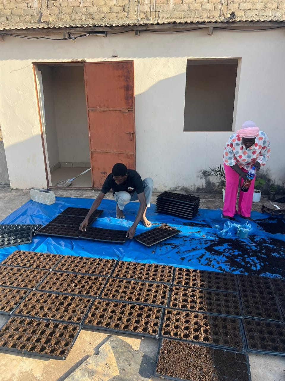 Dwarf King Papaya Seedlings Rooftop Greenhouse